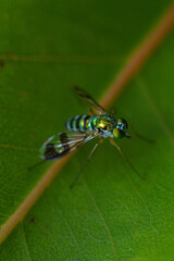 macro of a fly