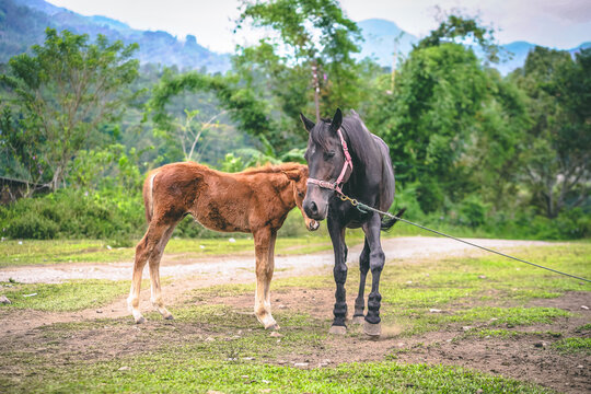 Young chestnut horse and adult dark horse walking in field grass. Ranch horse to race in Traditional horse racing.