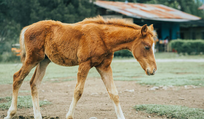 young chestnut horse walking in field grass. Ranch horse to race in Traditional horse racing.