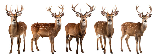 set of isolated illustrations of deer. Created with Generative AI