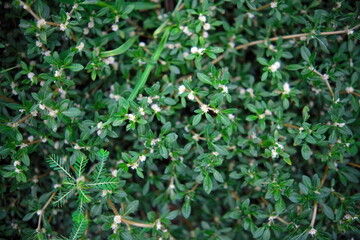 grass in the garden