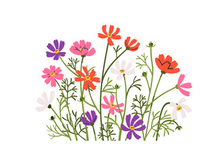 Cosmos flowers, spring blooms decoration. Floral branches, stems, leaves, gentle delicate field, meadow plants, nature decor. Botanical flat graphic vector illustration isolated on white background