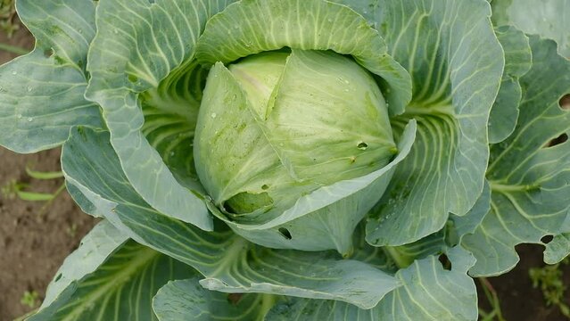 The cabbage crop ripened in autumn. Ripening late varieties of cabbage. Growing organic vegetables.
