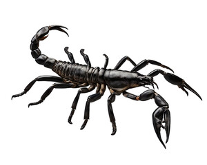 Scorpion isolated on transparent background