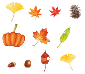 Set of autumn leaves and pine cone painted with digital watercolor