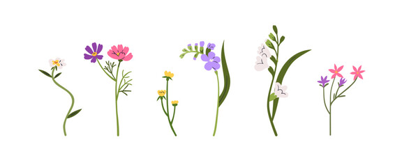 Delicate flower stems set. Blossomed plants, wildflower branches with gentle buds, leaf. Field, meadow blooms. Botanical decorations. Flat graphic vector illustrations isolated on white background
