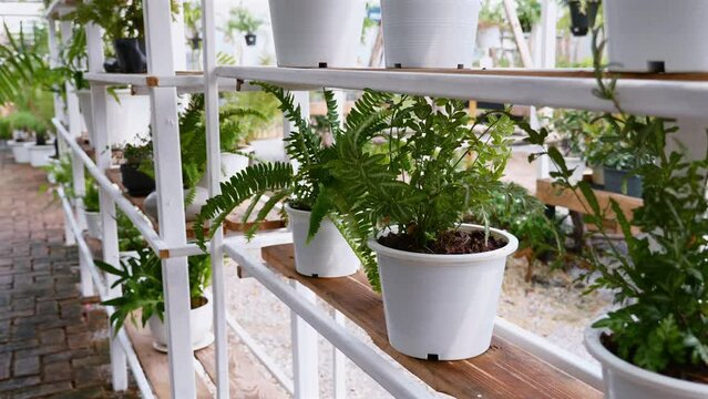 Green plants in decorative pots adorn wooden shelves at a plant shop. Nature-inspired design, fresh leaves, and indoor growth