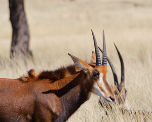 Portrait of a female Sable antelope (Hippotragus niger), Okapuka ranch, Namibia © Eleseus