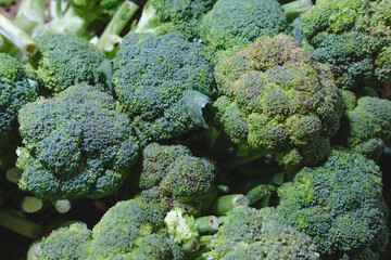 Fresh Broccoli 02