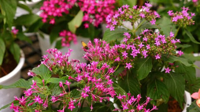 Floral Honey Bee Pollination. Honey bee gathering pollen from pink flowers, closeup of pollination process, vibrant floral scene.