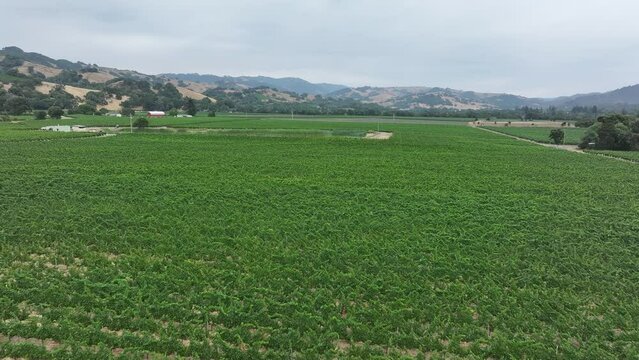 Aerial California vineyard grapes valley farms 3. Mendocino county, California. Grape, wine farm regions along Navarro River. Mountains, hills, valley and farming. Redwood and pine forests.