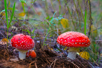 pair of red flyagaric mushroom in forest, beautiful seasonal natural background