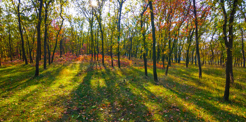 autumn pine forest glade in light of sun © Yuriy Kulik