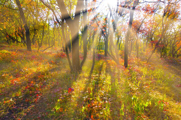 autumn pine forest glade in light of sun