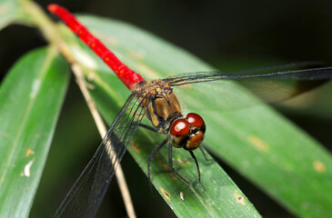 Bright red body Japanese dragonfly, Risuakane (Sympetrum risi risi) that appears in autumn (Sunny outdoor closeup macro photograph)
