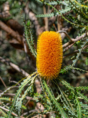 Banksia ashbyi - 641138571
