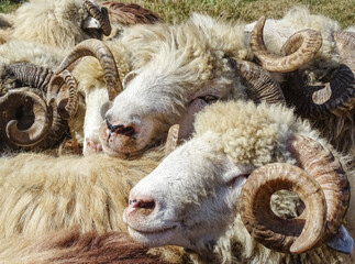 Flock of rams in Romania
