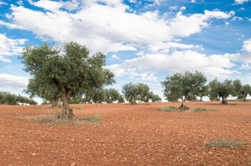 Olivos, paisaje de olivar español