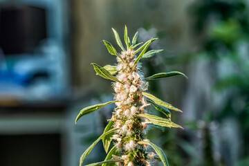 Part of a plant on a blurred background.