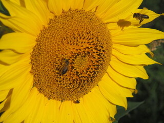 girasol dorado brillante con abejas, polinización