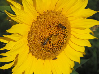 Obraz premium girasol dorado brillante con abejas, polinización