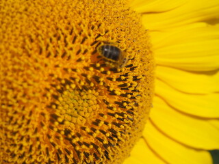 girasol dorado brillante con abejas, polinización