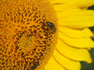 girasol dorado brillante con abejas, polinización