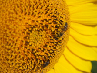 girasol dorado brillante con abejas, polinización