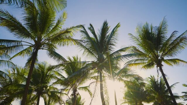 Palm trees silhouette sun sky summer. Coconut tree swaying breeze sunset California. Bottom view POV camera. Text Space area.