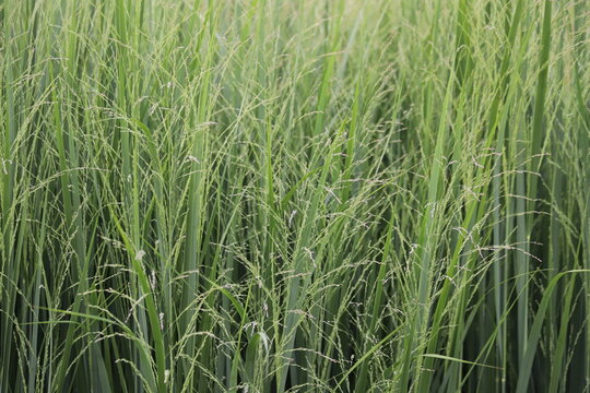 Panicum virgatum. Ornamental grass in the garden.