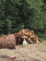 切り倒されて枯れた蘇鉄の木と熊手。
日本の解体現場の風景。