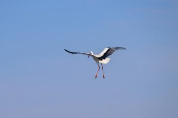 Fototapeta premium A White Stork in flight blue sky