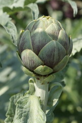 FLEUR.PARC DE BERCY.PARIS 12