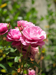 Roses in full bloom along the Han River in Seoul
