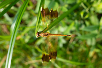Dragonfly, called Sympetrum pedemontanum elatum, perches on a blade of grass in summer.
