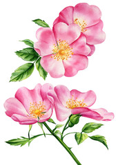 Fototapeta na wymiar Pink roses flowers, bud and leaves on a white background, floral design. Hand drawn botanical watercolor painting
