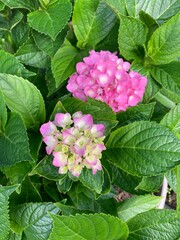 Rose hydrangea. Selective focus. Small hydrangea buds in a garden. Pastel hydrangea flower and foliage  - 641155920