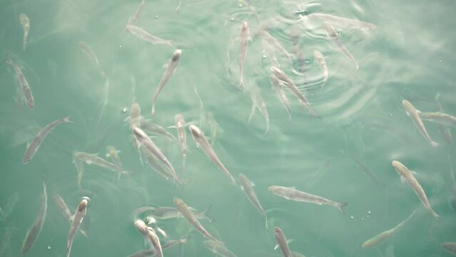 Flock of mullet fish on the surface of the water swallow the air. 4K.