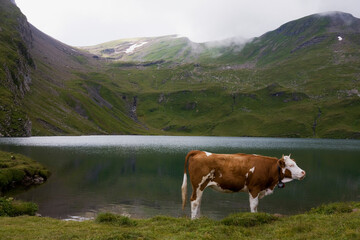 Fototapeta na wymiar Cow on the shores of the Bachalpsee, with the Faulhorn beyond in the clouds: Bernese Alps, Switzerland