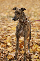 Cute greyhound dog outdoor. Greyhound in nature background