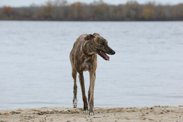Cute greyhound dog outdoor. Greyhound in nature background
