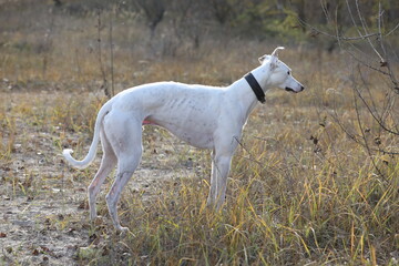 Obraz na płótnie Canvas Cute greyhound dog outdoor. Greyhound in nature background