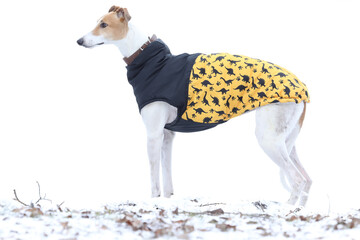 Cute greyhound dog outdoor in dog coat. Greyhound in nature background