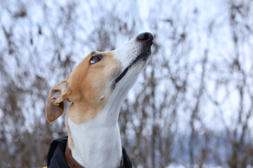 portrait of greyhound dog outdoor. Greyhound in nature background