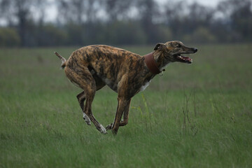 active greyhounds outdoor during the coursing sport competitions