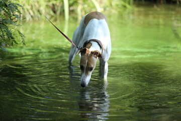 Cute greyhound dog in the water outdoor. Greyhound in nature background with river