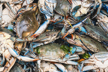 Blue crabs for sale at the fish market. Callinectes sapidus or Atlantic blue crab or Chesapeake blue crab.