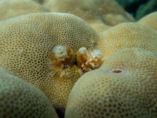 Bright Spirobranchus giganteus in a Red Sea coral reef