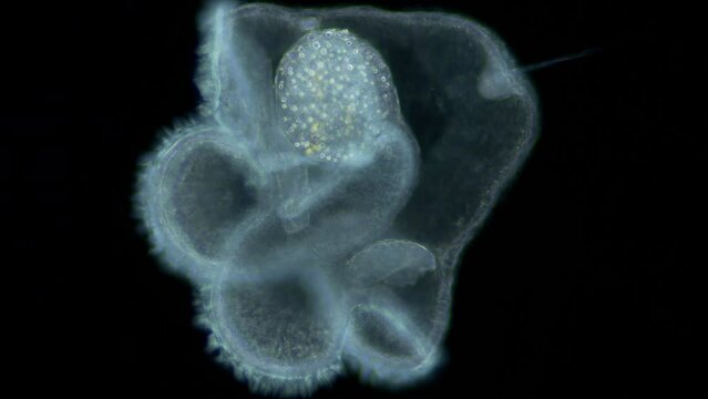 Pilidium larva of worm Heteronemertea under microscope, genus Cerebratulus ssp. With help of cilia, it floats in the water column. White sea