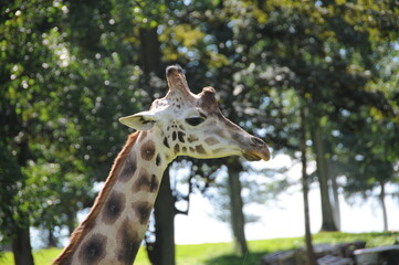 giraffe nah close